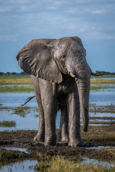 Éléphant Brousse Afrique Tient Couvert Boue — Photo