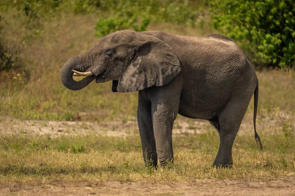 非洲丛林大象站在河边喝水 — 图库照片
