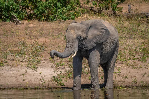 Αφρικανικός Θάμνος Ελέφαντας Στέκεται Πόσιμο Στο Ποτάμι — Φωτογραφία Αρχείου