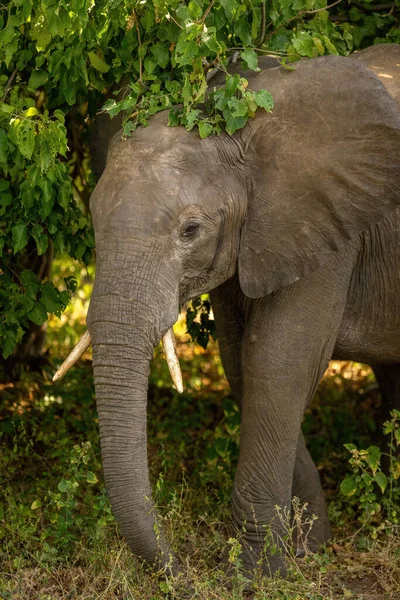 Elefante Arbusto Africano Encuentra Arbusto Frondoso — Foto de Stock