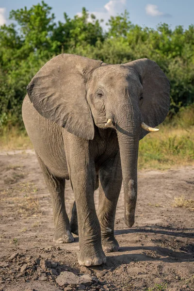 非洲丛林象昂首挺胸站着 — 图库照片