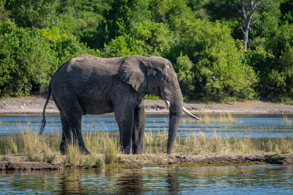African bush elephant stands on grassy island