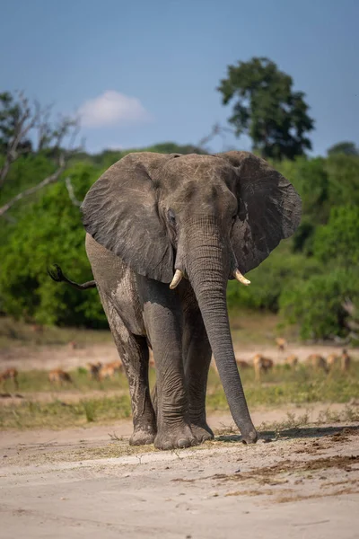 Elefante Arbusto Africano Fica Margem Rio Arenoso — Fotografia de Stock