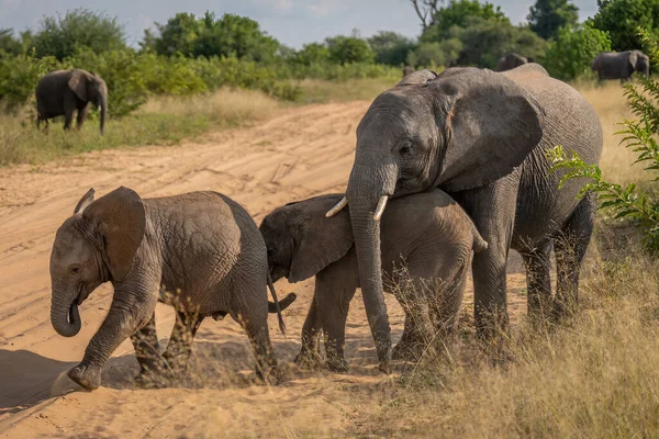 African Bush Elephant Stands Chivvying Two Babies Stock Image