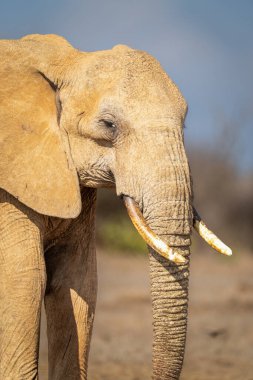 Afrika çalı filinin güneş ışığına yakın çekim