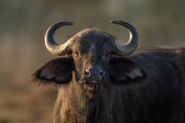 Cape Buffalo 'nun yakın çekimi kameraya bakıyor.
