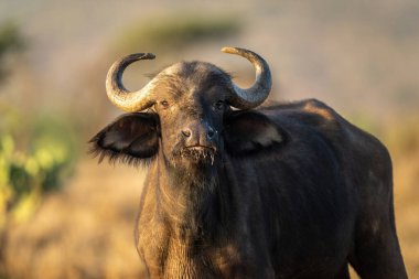 Cape Buffalo 'nun yakın çekimi Savannah' da duruyor.