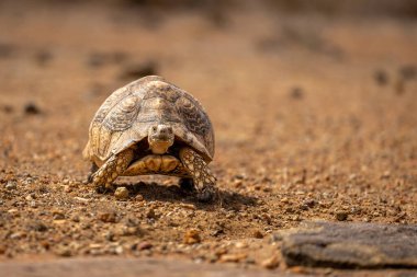 Leopar kaplumbağası taşlı zeminde kameraya yaklaşıyor.