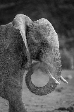 Mono African elephant squirts dust from trunk clipart