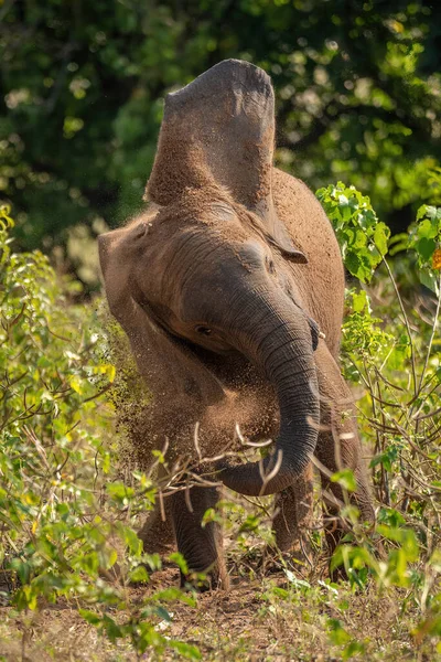 Африканский Слон Стоит Качает Головой — стоковое фото
