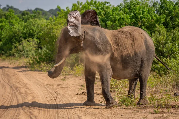 Elefante Arbusto Africano Fica Balançando Cabeça Redor — Fotografia de Stock