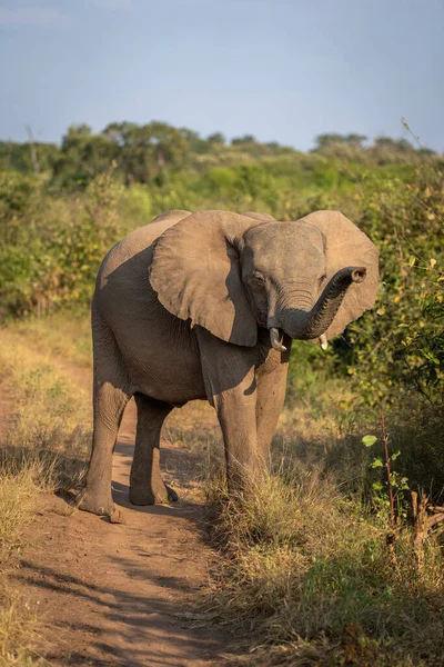 アフリカのブッシュゾウは幹を伸ばし — ストック写真
