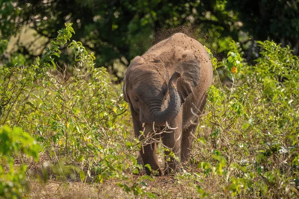 非洲丛林象自投罗网 — 图库照片