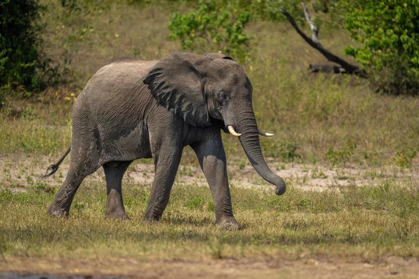 Αφρικανικός Θάμνος Ελέφαντας Περπατά Κατά Μήκος Καταπράσινη Όχθη Του Ποταμού — Φωτογραφία Αρχείου