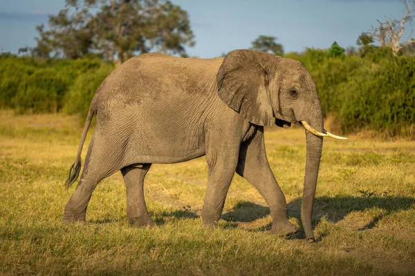Африканский Слон Гуляет Солнечным Лугам — стоковое фото