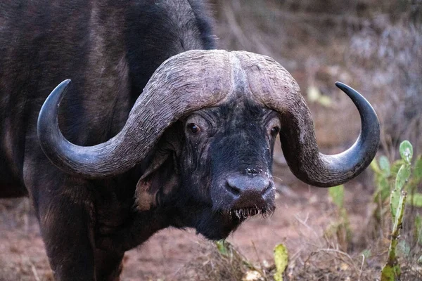 Gros Plan Cape Buffalo Tête Basse Debout — Photo