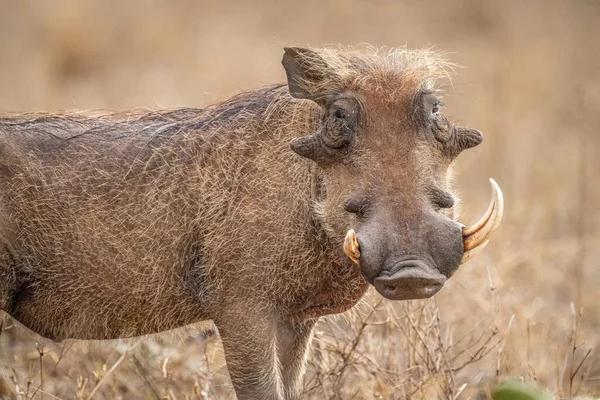 Close Common Warthog Missing Tusk — Stock Photo, Image