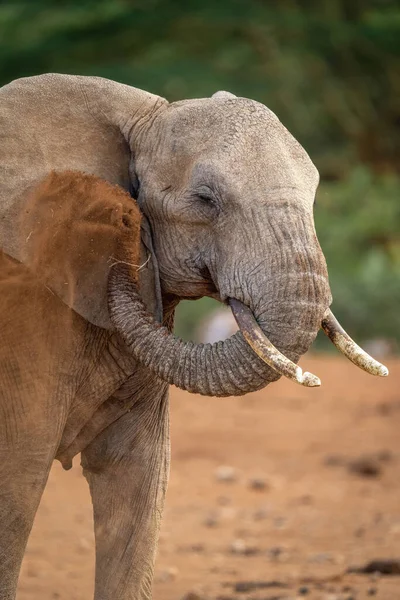 Närbild Elefant Sprutande Damm Över Örat — Stockfoto