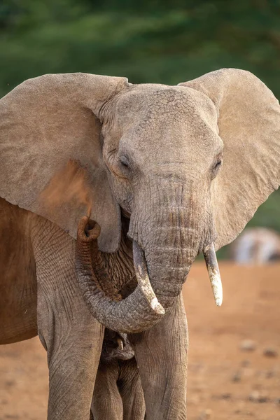 Gros Plan Sur Pulvérisation Poussière Éléphant Avec Tronc — Photo