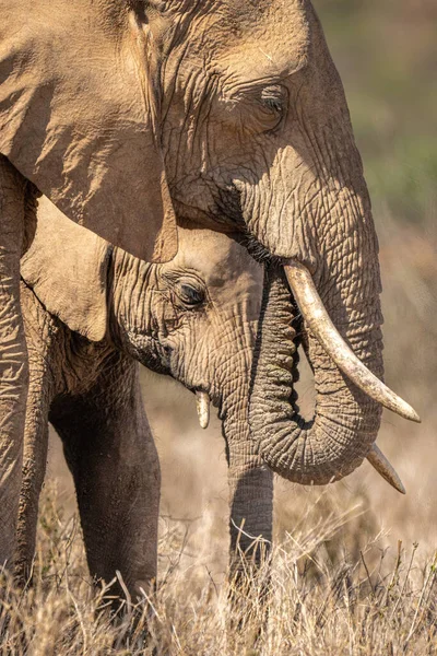 两只非洲丛林象肩并肩的特写 — 图库照片