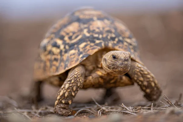 Leopard Sköldpadda Går Genom Gräs Mot Kameran — Stockfoto