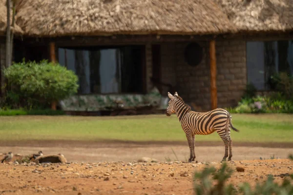 Plains Zebra Stands Looking Safari Lodge — Stock Photo, Image