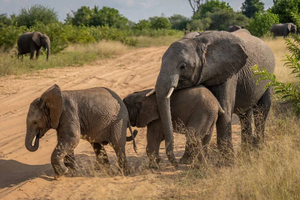 African Bush Elephant Stands Pushing Two Babies Stock Picture