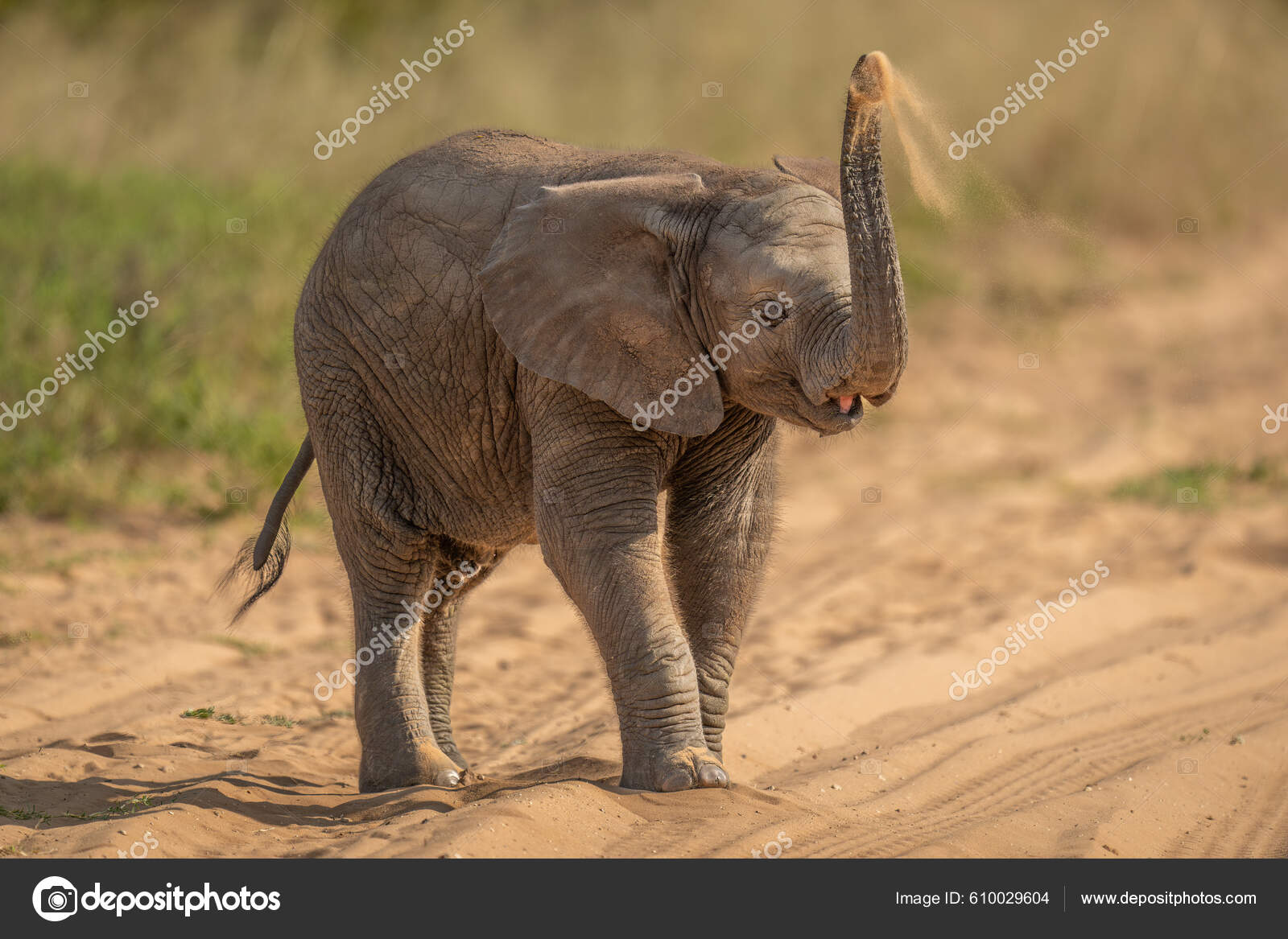 アフリカゾウの赤ちゃんは頭に砂を投げます ストック写真 C Nicholas Dale