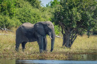 Afrika fili ağaç nehir kıyısında duruyor.