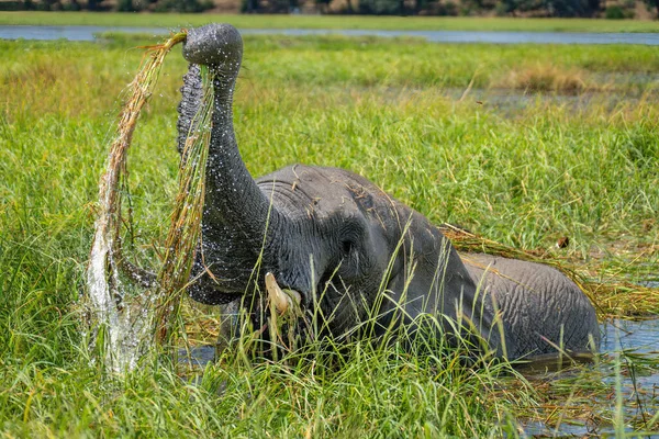 Африканский Слон Моет Траву Реке — стоковое фото