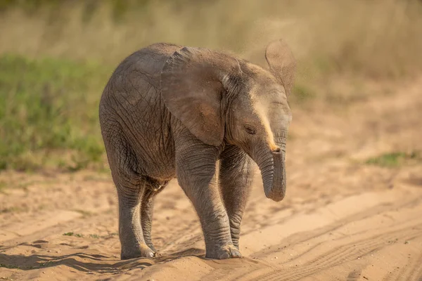 Африканский Слон Брызгает Песком Голове — стоковое фото