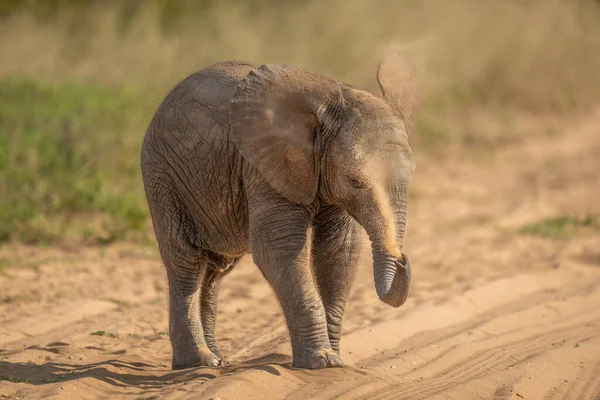 非洲象宝宝在自己身上喷砂 — 图库照片