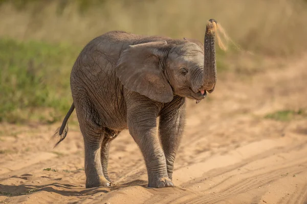 Африканский Слон Бросает Песок Голову — стоковое фото