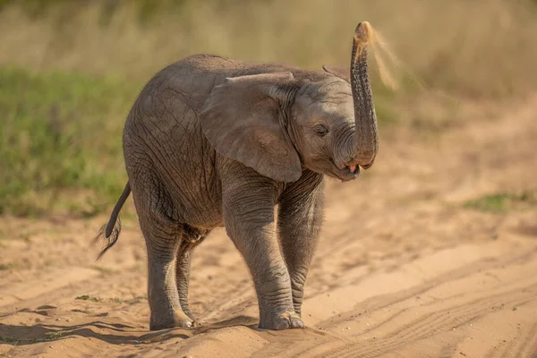 Elefante Africano Bebê Joga Areia Sobre Cabeça — Fotografia de Stock