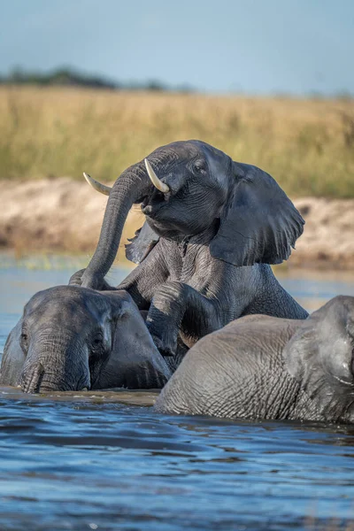 Αφρικανός Ελέφαντας Αναρρίχηση Άλλο Στο Ποτάμι — Φωτογραφία Αρχείου