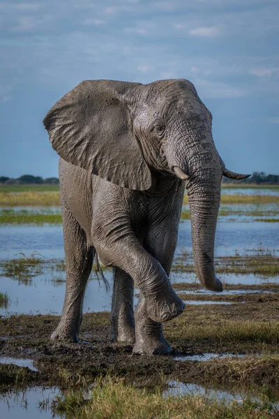 被泥浆覆盖的非洲象抬脚 — 图库照片