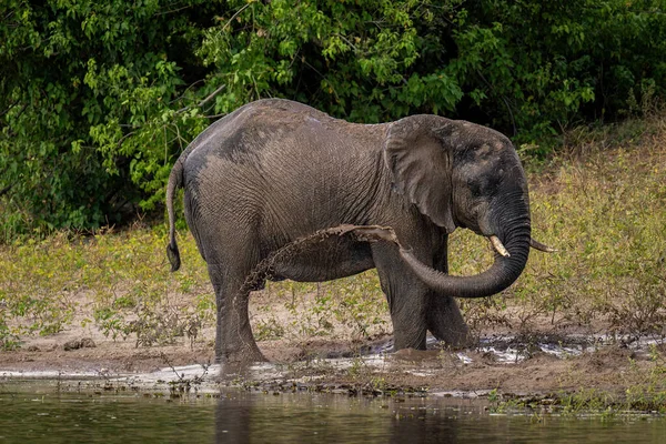 Afrikanischer Elefant Spritzt Schlammiges Wasser Über Flanke — Stockfoto