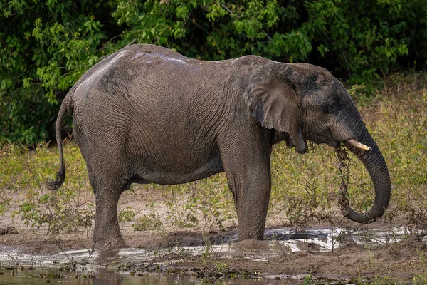 アフリカゾウは泥だらけの水を自分の上に撒く — ストック写真