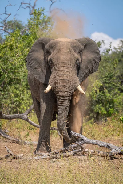 Elefante Africano Pie Por Tronco Chorreando Polvo — Foto de Stock
