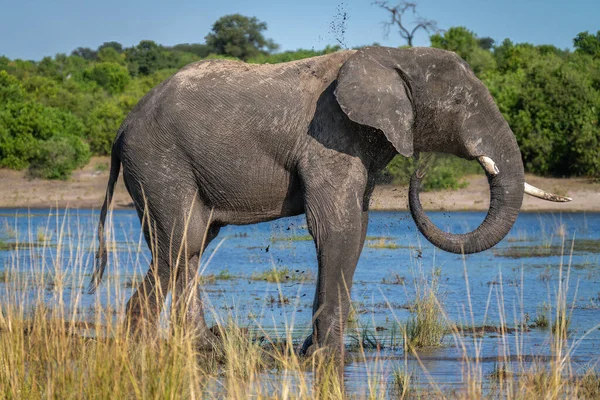 Éléphant Afrique Debout Dans Rivière Jetant Boue — Photo