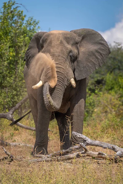 Αφρικανικός Ελέφαντας Στέκεται Δίπλα Στο Κούτσουρο Ρίχνοντας Σκόνη — Φωτογραφία Αρχείου