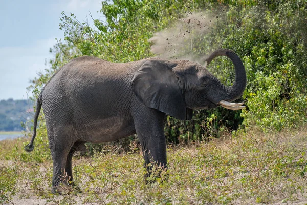 Afrikai Elefánt Áll Folyóparton Fröccsenő Por — Stock Fotó