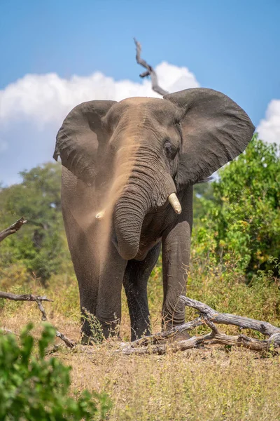 Elefante Africano Pie Sobre Tronco Chorreando Tierra — Foto de Stock