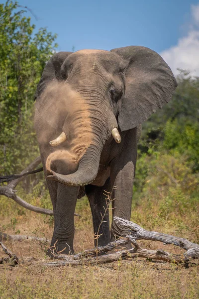 非洲象站在原木后面喷射灰尘 — 图库照片