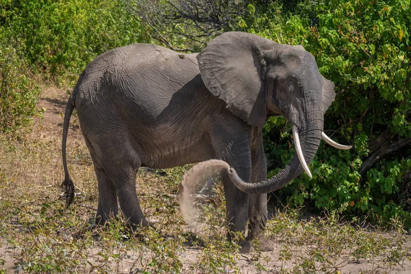 非洲象站在一边刮沙 — 图库照片