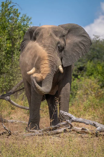 Αφρικανικός Ελέφαντας Στέκεται Δίπλα Κορμό Ψεκασμού Σκόνης — Φωτογραφία Αρχείου