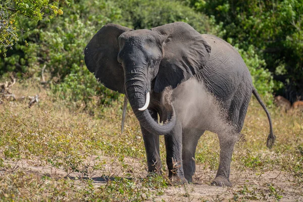 Elefante Africano Sopla Arena Sobre Cuerpo — Foto de Stock