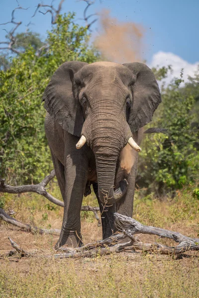 Elefante Africano Encuentra Por Tronco Soplando Polvo — Foto de Stock