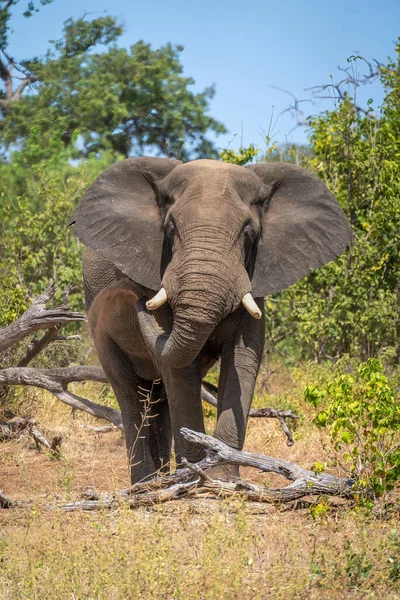 Elefante Africano Para Por Tronco Chorreando Polvo — Foto de Stock