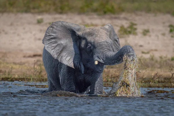 Afrikanischer Elefant Frisst Gras Wasser — Stockfoto